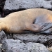 lion_sea_galapagos_san_h_0051_ecu2248.jpg